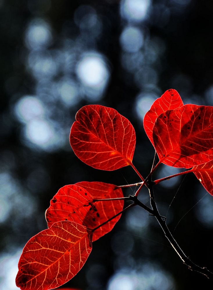 霜叶红于二月花