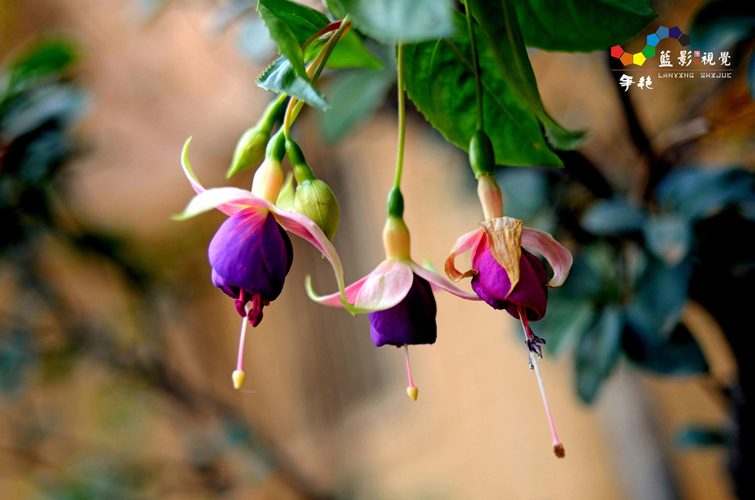 灯笼花