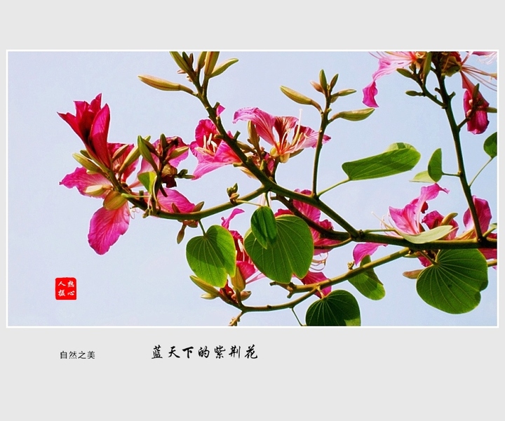 蓝天下的紫荆花 (/)