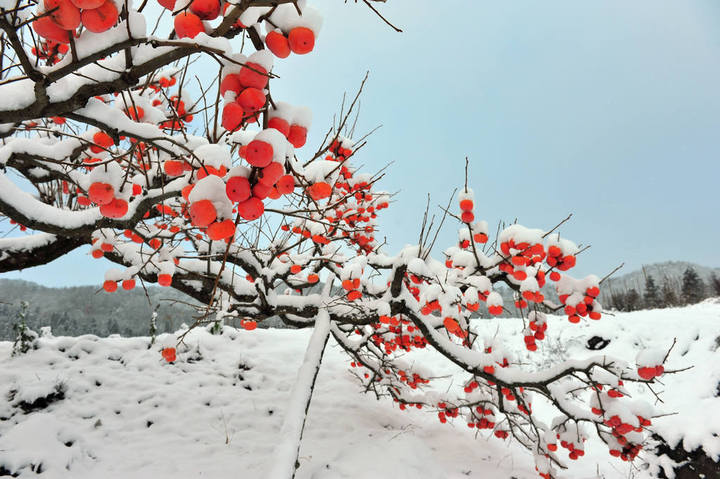 雪后小景