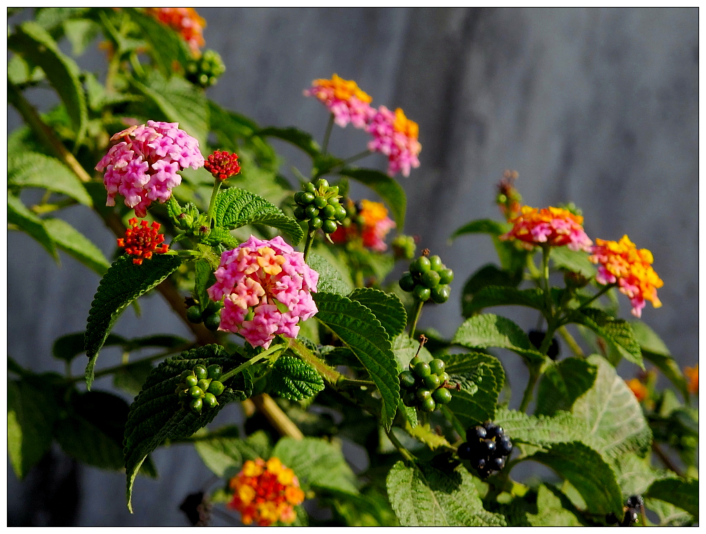 五色梅出墙花卉3