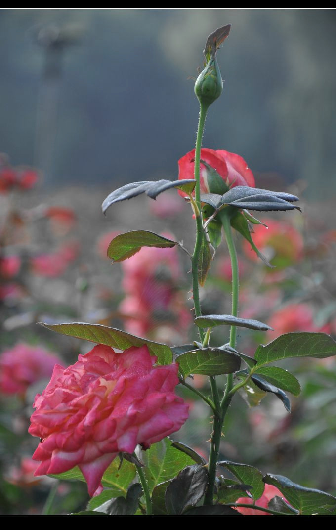 朝露晨曦花开好 旧岁新元同心悦