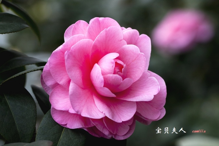 山茶花品种(一)