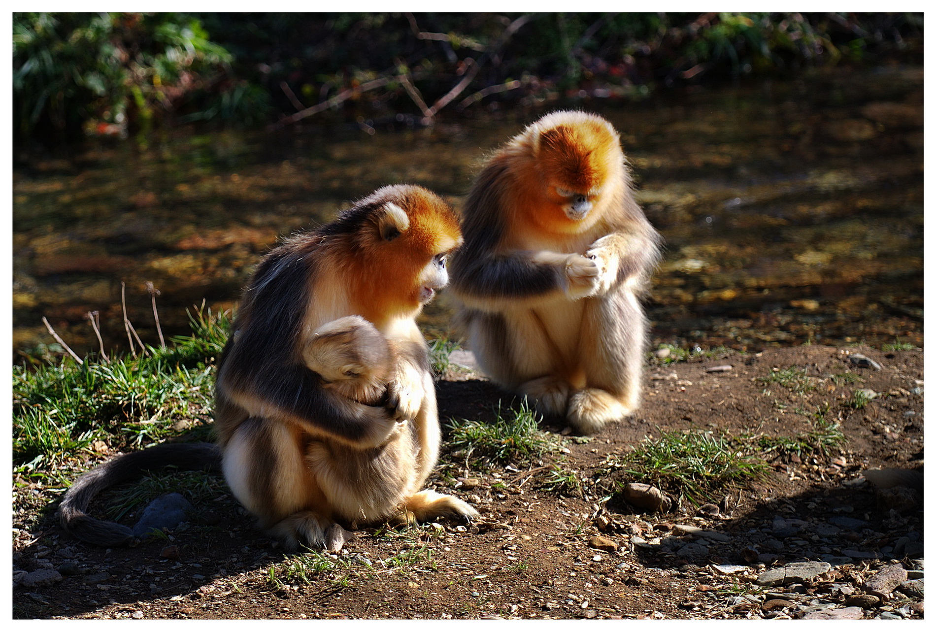 自然摄影师丁宽亮17年如一日坚持拍摄秦岭金丝猴，作品《你好