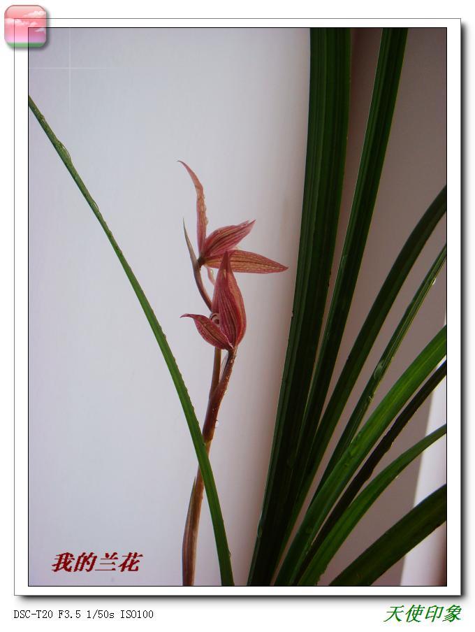 珍贵兰花