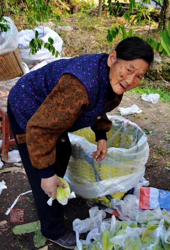 【邵婆婆和她的果园摄影图片】广州黄埔长洲岛