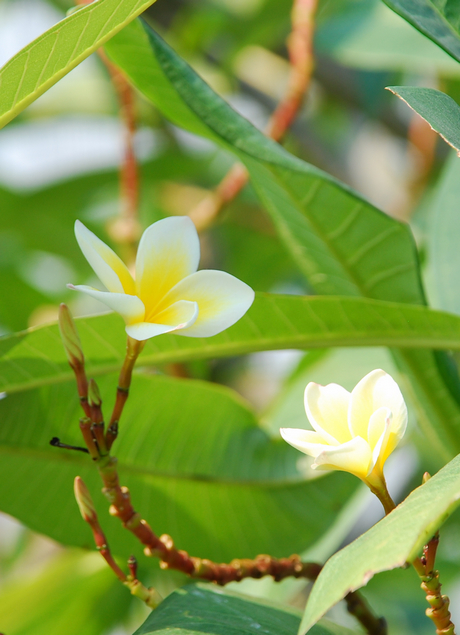 美丽的鸡蛋花