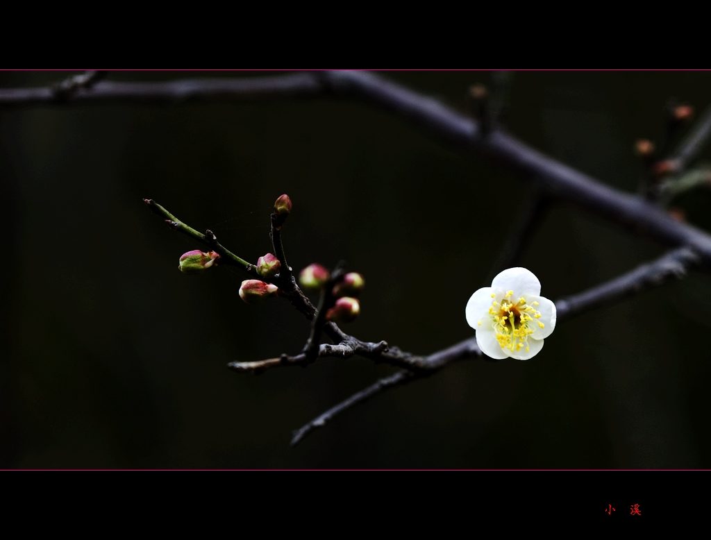 梅花三两朵