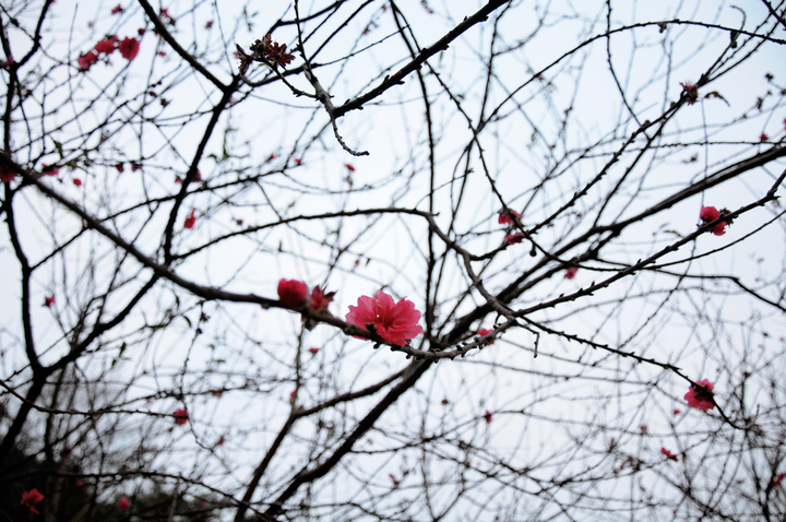 桃花:冬天里凋零与平静