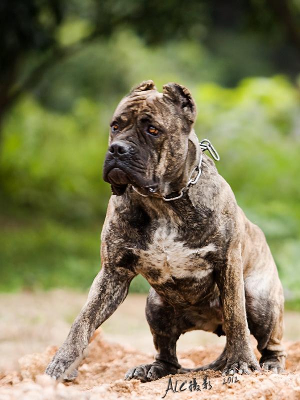 【世界顶级护卫犬:卡斯罗摄影图片】福州生态