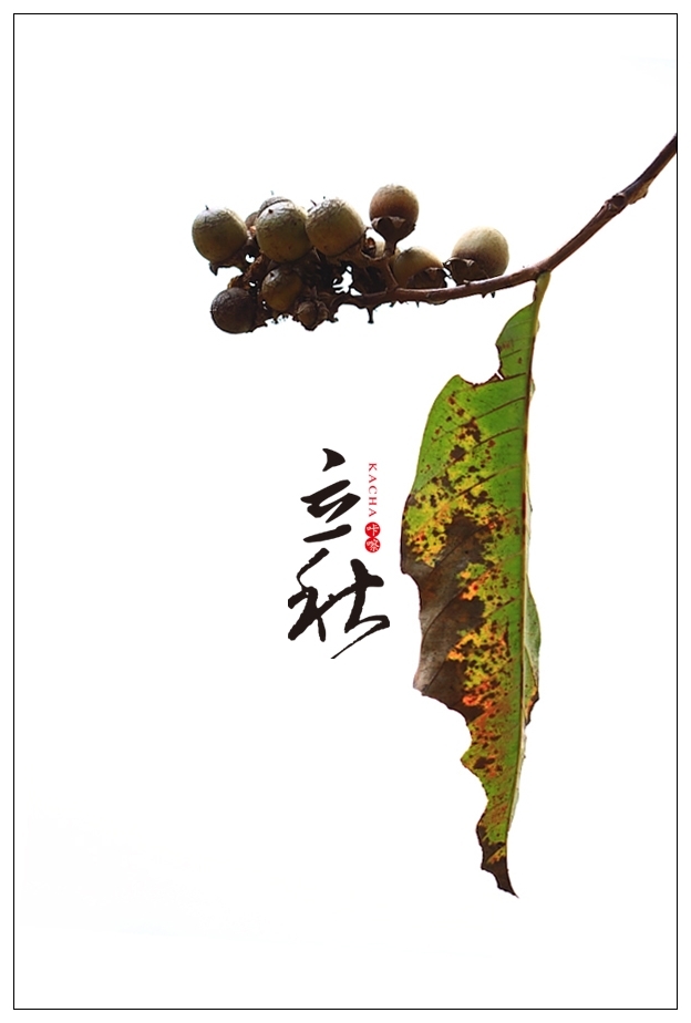 【立秋摄影图片】广州荔湾湖公园生态摄影