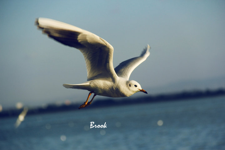 【自由飞翔-海鸥摄影图片】昆明生态摄影