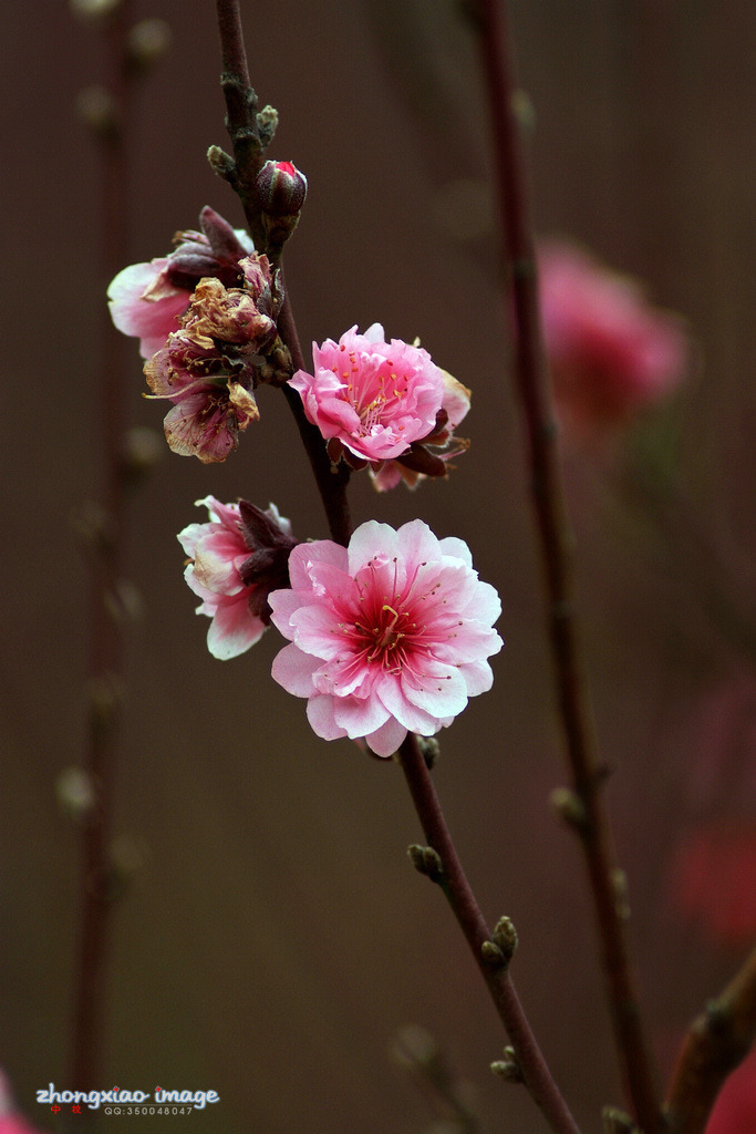 桃花抱春来