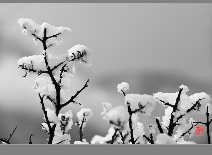 新年初雪(黑白灰)