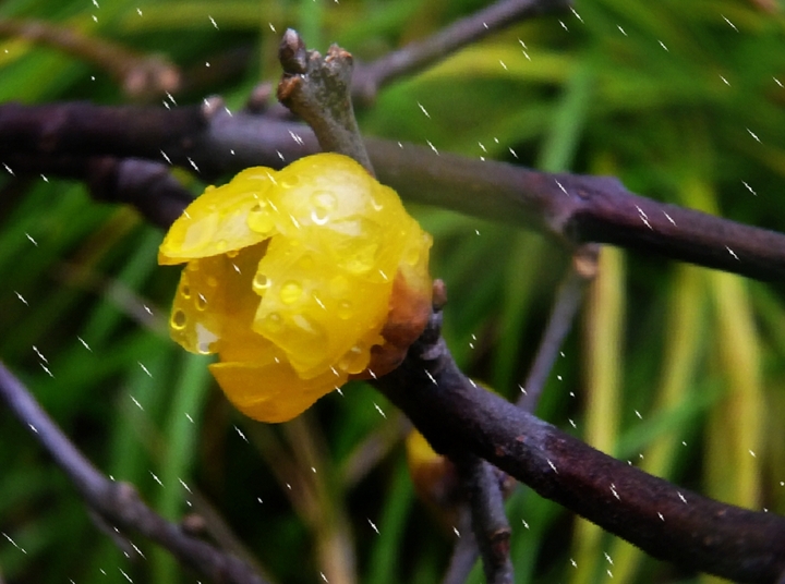 【雨中腊梅(腊梅二弄)摄影图片】古猗园生态摄影_电脑