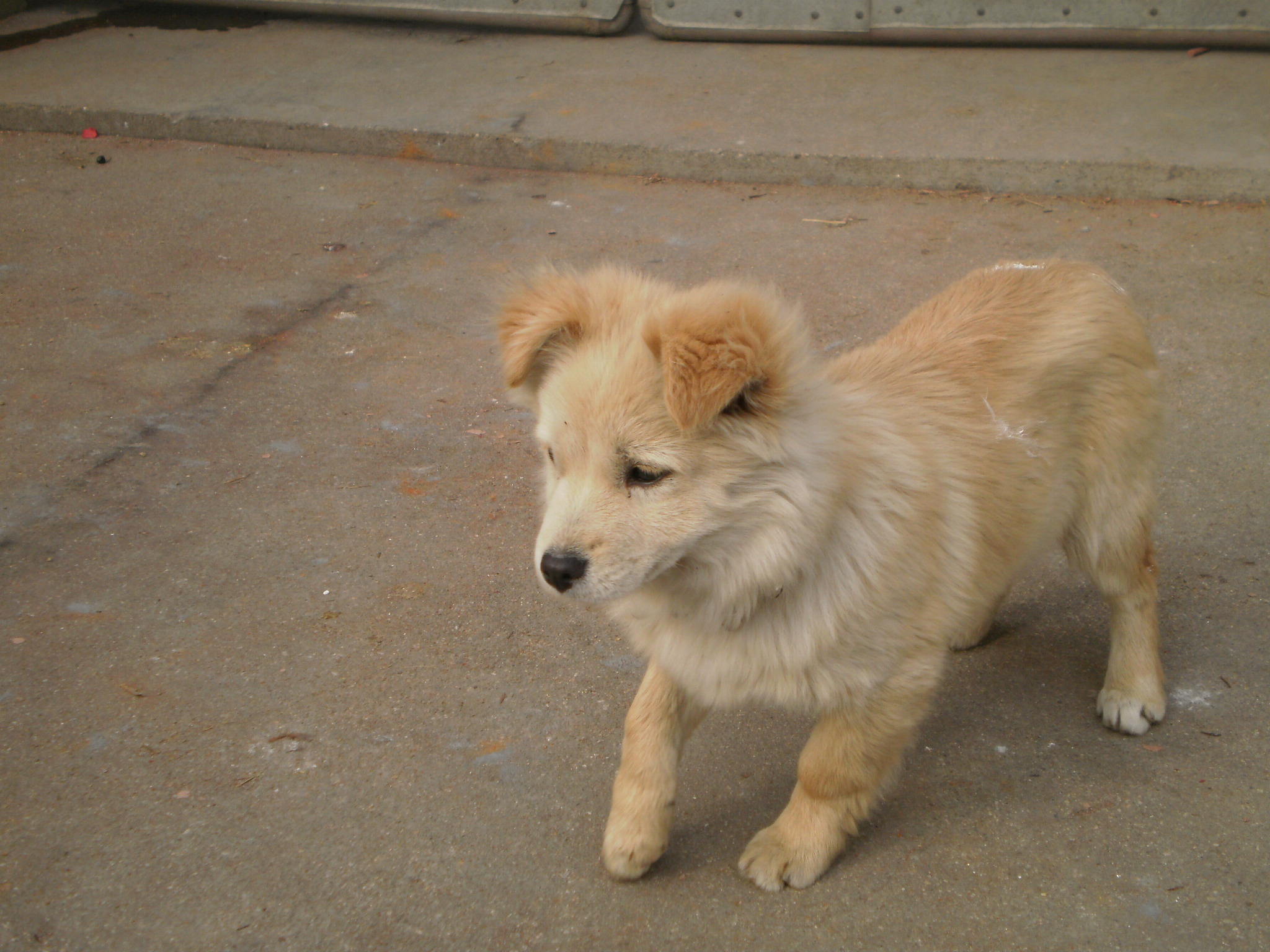 纯种拉布拉多犬幼犬狗狗出售 宠物拉布拉多犬可支付宝交易 拉布拉多犬 /编号10082403 - 宝贝它