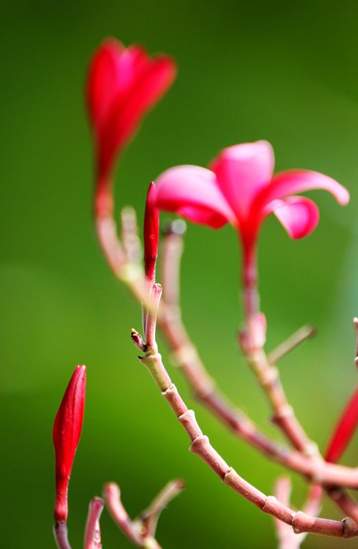 百花迎春