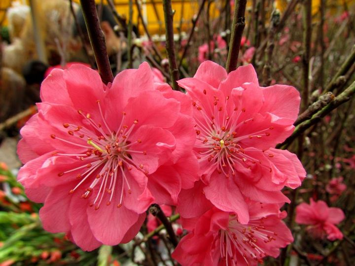 2012广州花市之花开富贵大吉大利