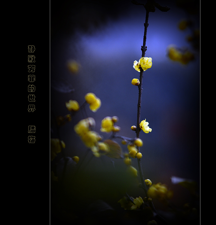 【静默芳菲的世界】腊梅