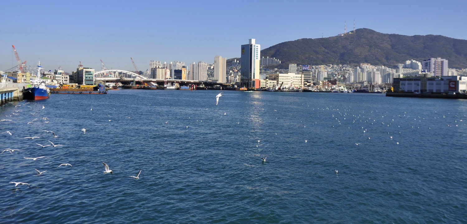 釜山海云台鸥影