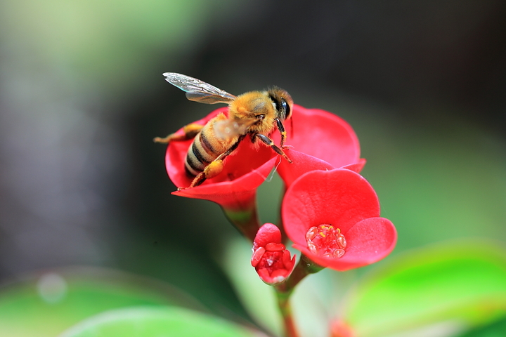 蜜蜂采花