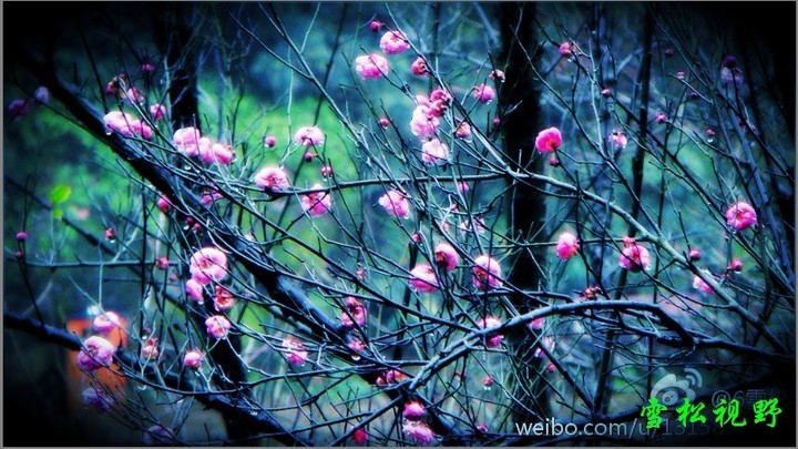 【红莓花儿开摄影图片】重庆南山生态摄影