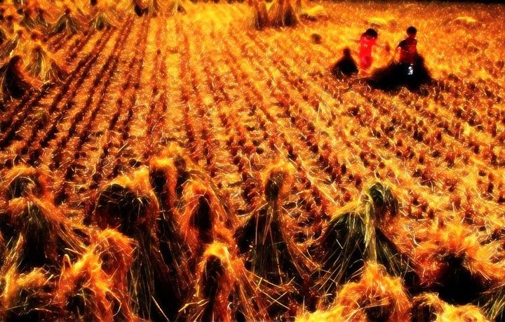 【秋天的田野·稻香弥漫摄影图片】巴中生态摄