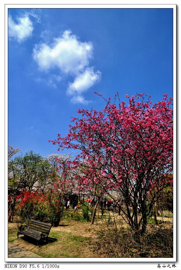 【百花齐放春满园摄影图片】上海植物园等生态