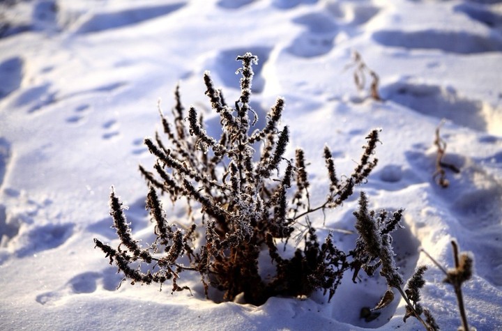 雾凇岛——雪地情_动植物与微距论坛_太平洋电脑网