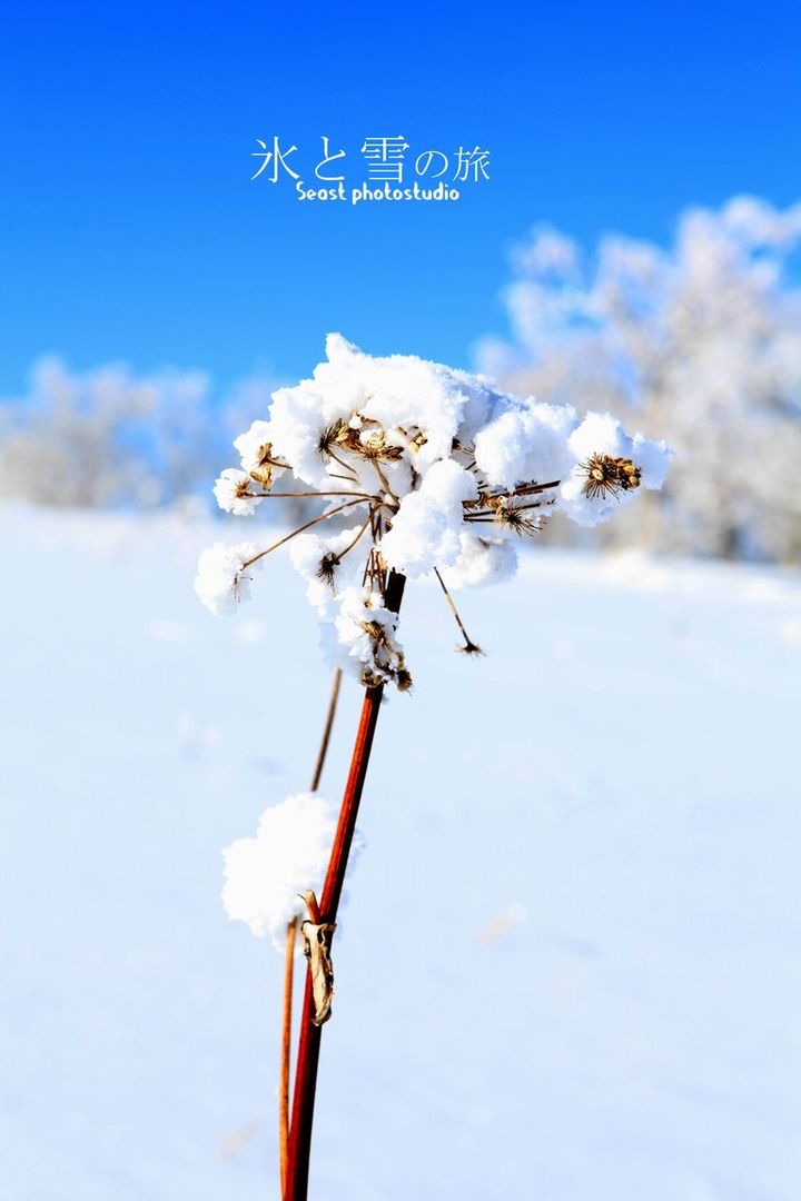 【冰雪之旅-雪乡 哈尔滨 老秃子山摄影图片】雪