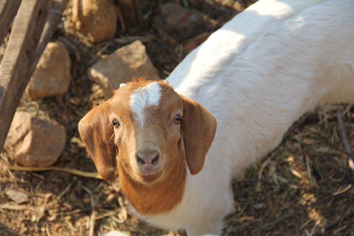 小山羊