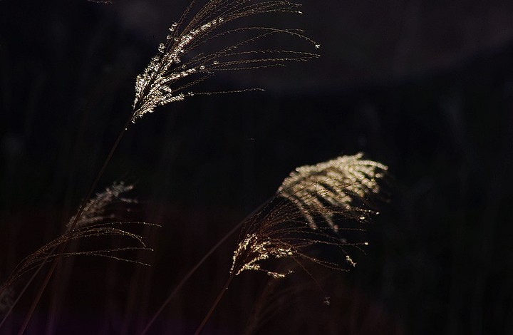 风中芦花