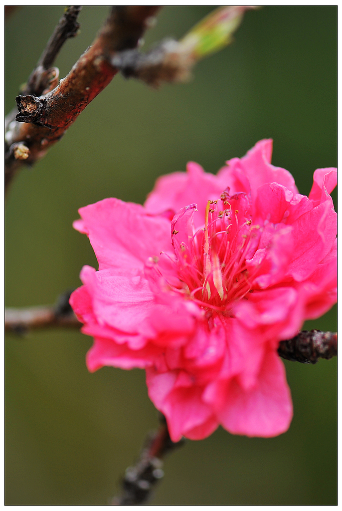 立春.桃花