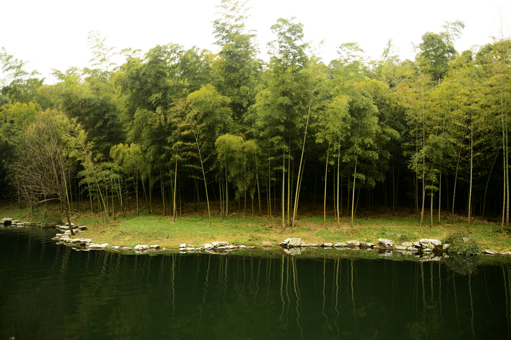 柔水竹韵