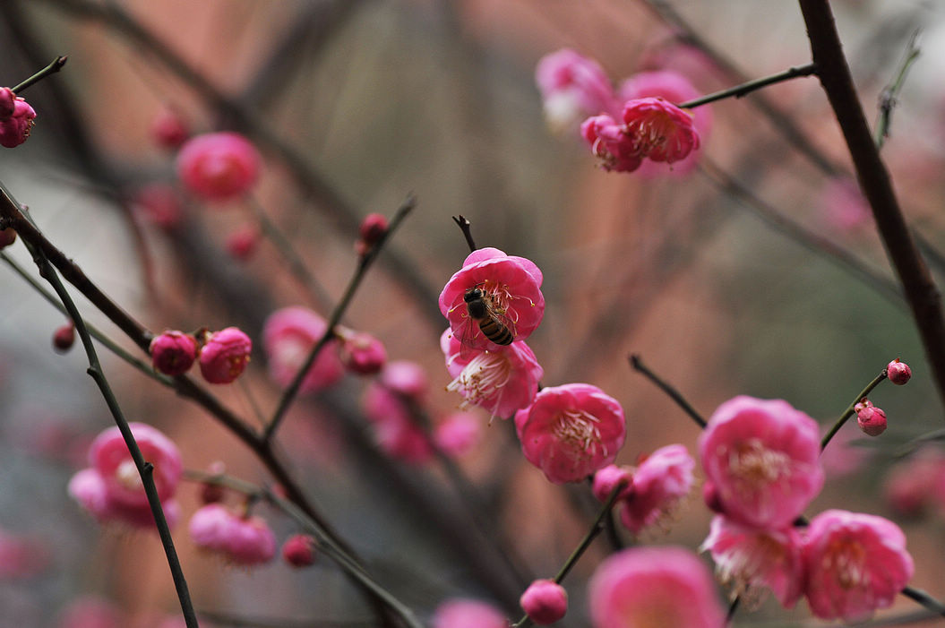 梅花三弄上