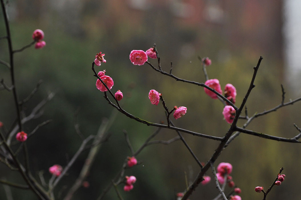 梅花三弄(下)