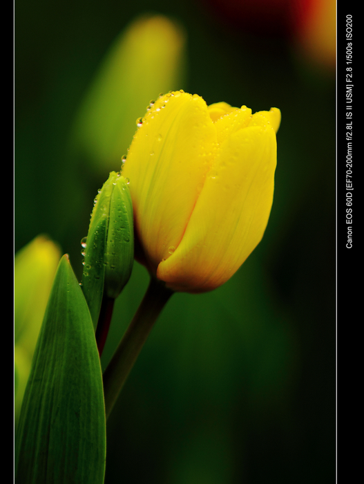 【福州温泉公园的郁金香摄影图片】福州温泉公