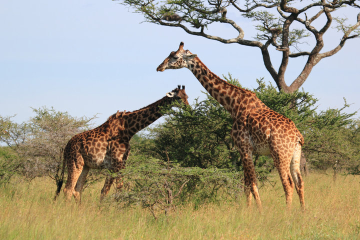 【坦桑尼亚掠影--长颈鹿摄影图片】东非草原生