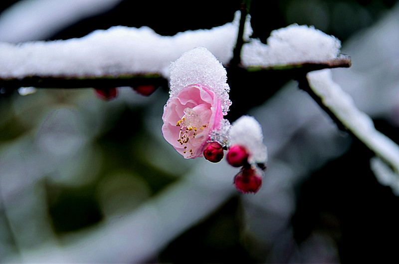 梅花傲雪