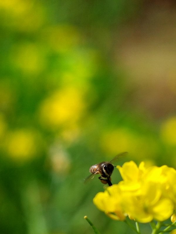 小蜜蜂在花丛中飞行