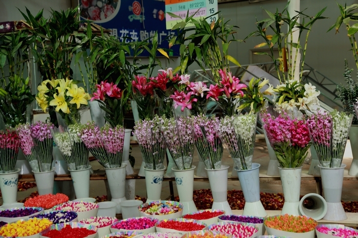 【云南昆明干花摄影图片】昆明纪实摄影_雪中