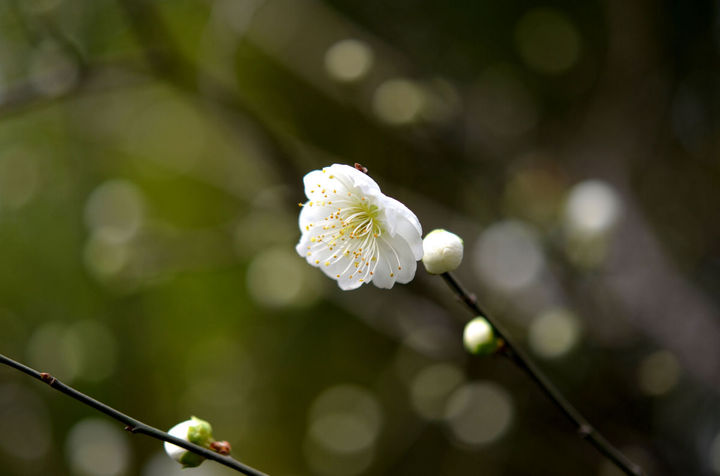 白梅花