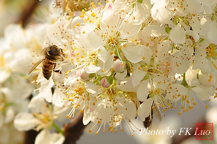 【春天来了-梨花摄影图片】室外生态摄影