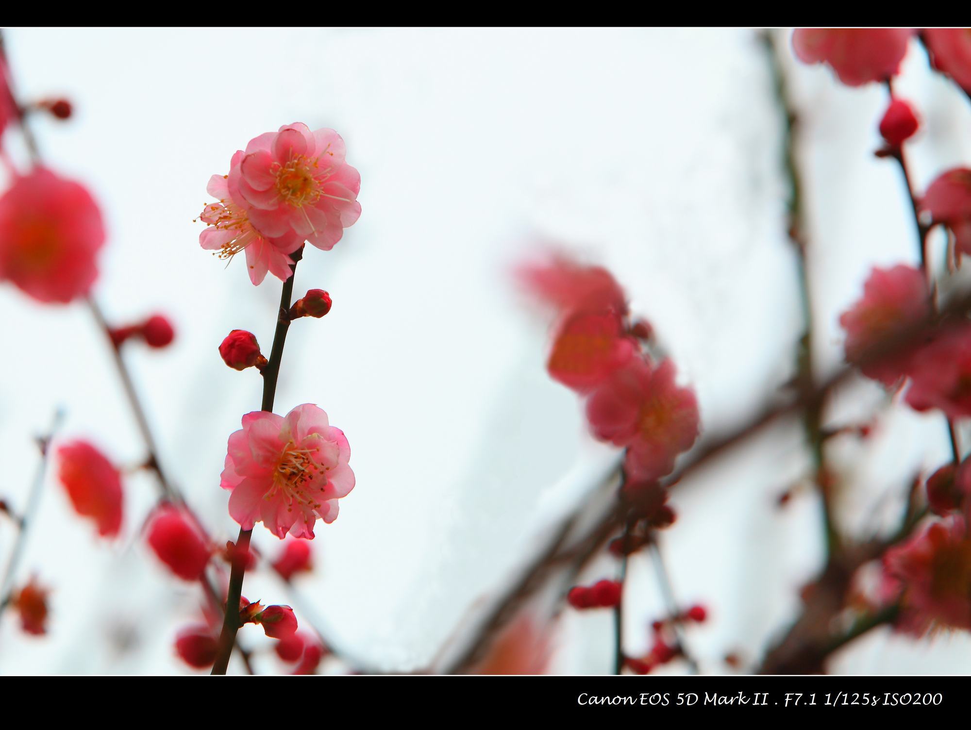 香雪公园梅花