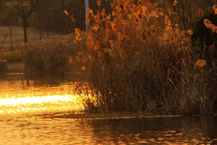 【金色池塘摄影图片】上海生态摄影_旅程记录