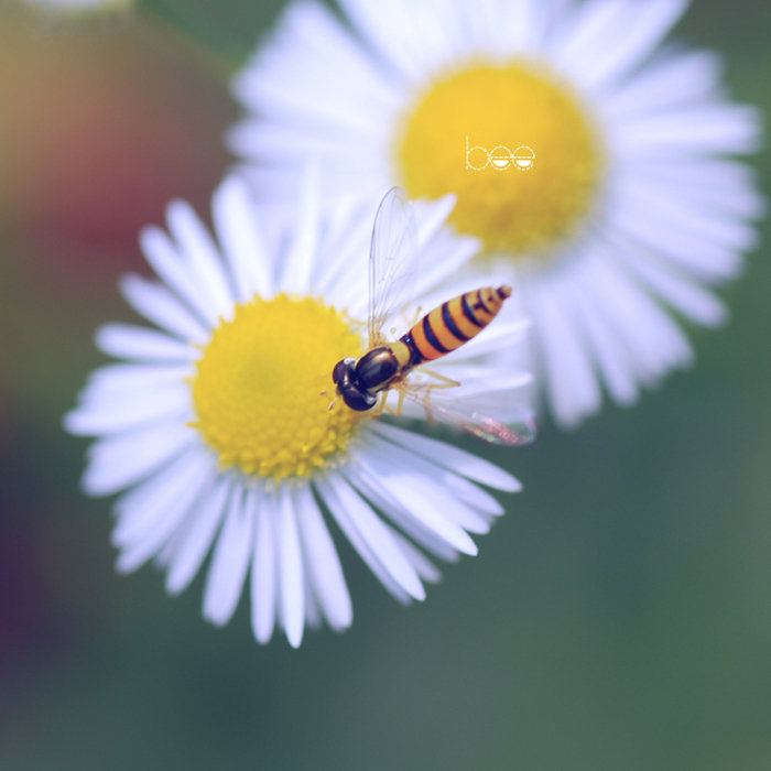 【小蜜蜂摄影图片】滨江公园生态摄影