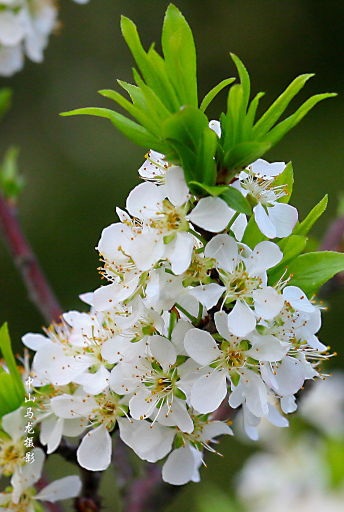 春暖花开(李花)