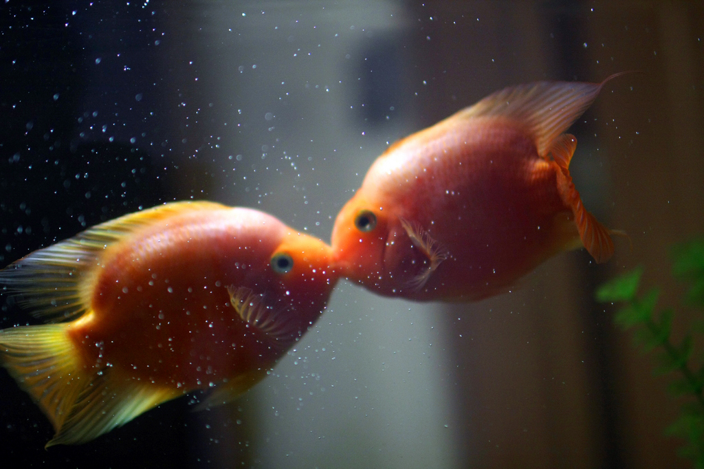 恋爱中的鱼