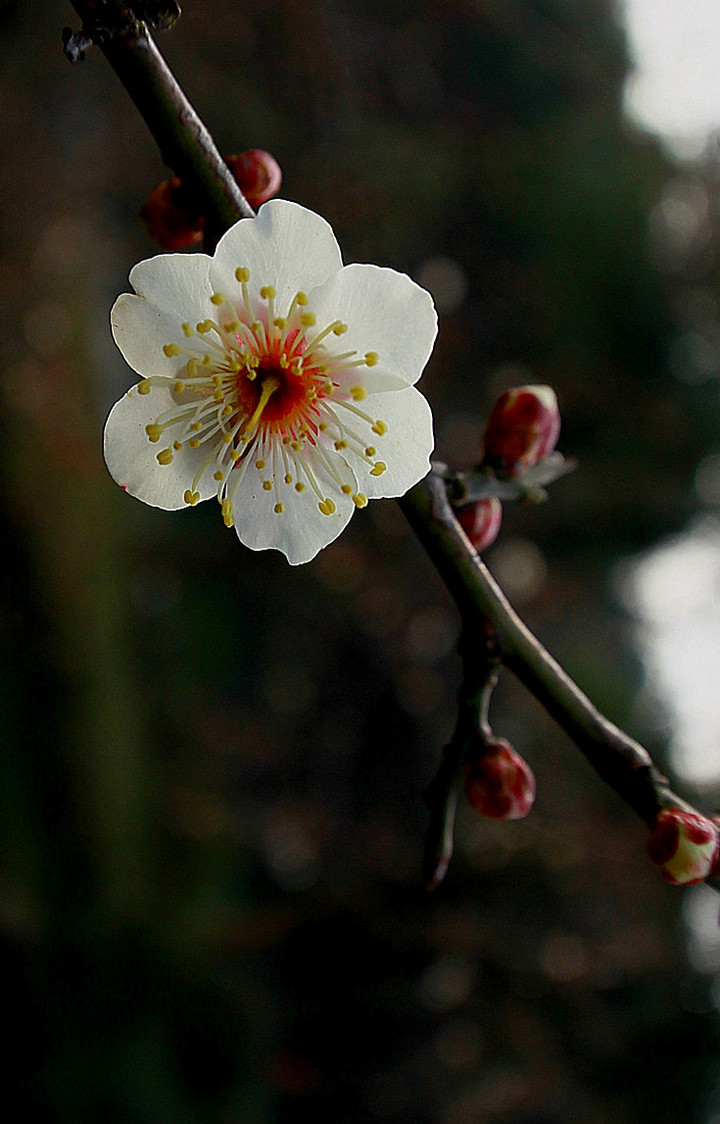 2月梅花开(杭州)