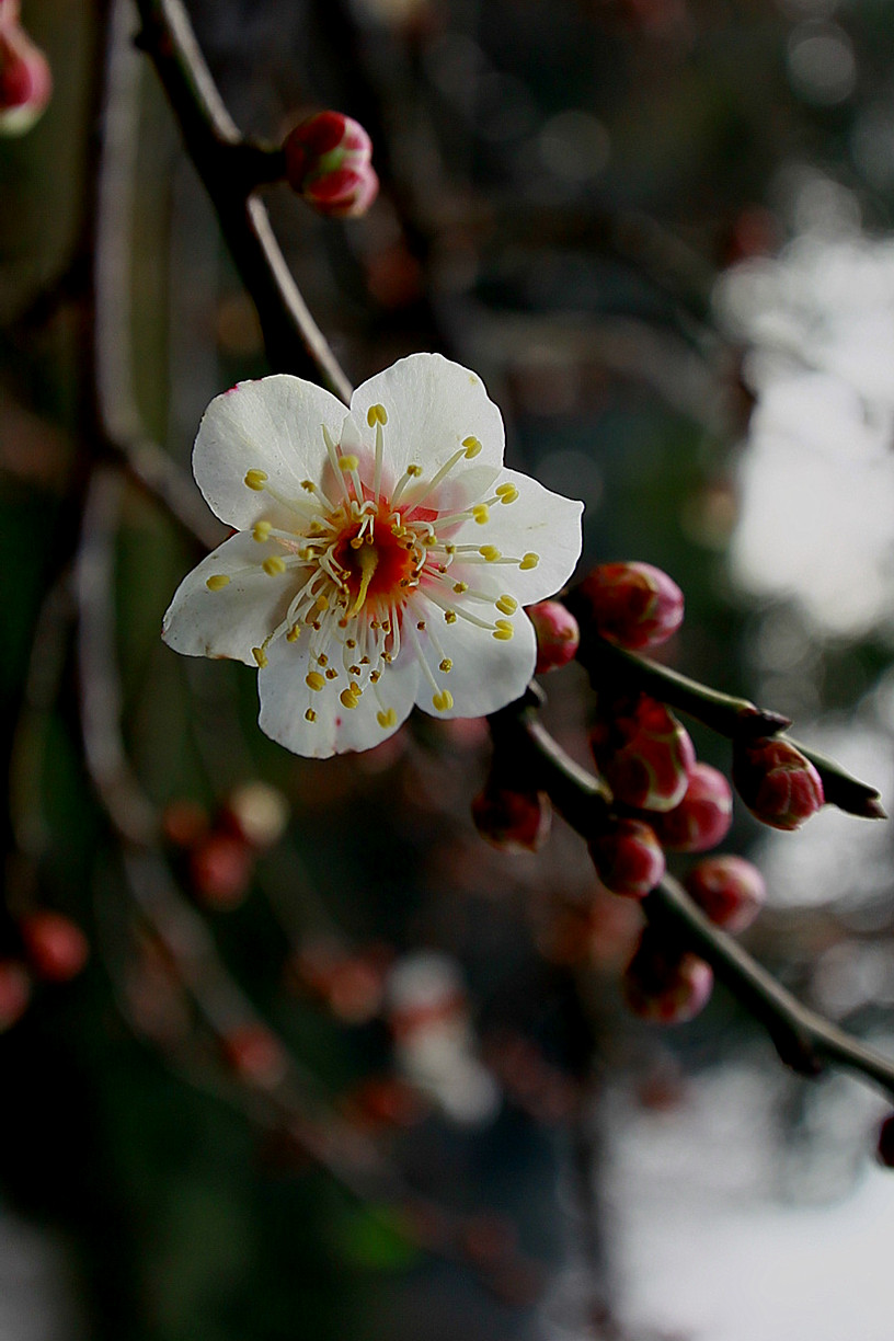 2月梅花开(杭州)